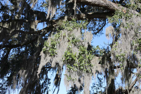 crown of the large tropical trees covered with spanish mossの写真素材