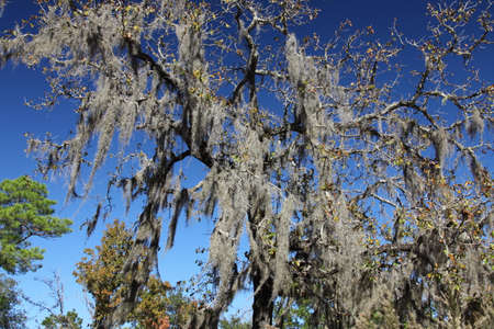 crown of the large tropical trees covered with spanish mossの写真素材