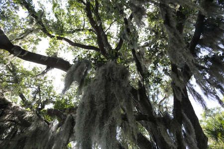 crown of the large tropical trees covered with spanish mossの写真素材