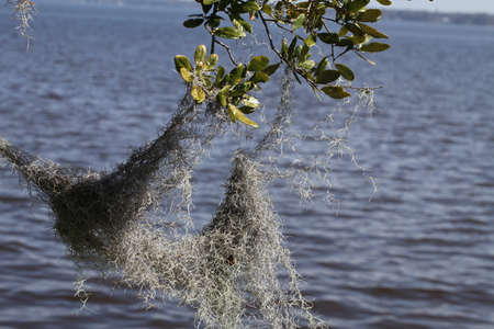 crown of the large tropical trees covered with spanish mossの写真素材