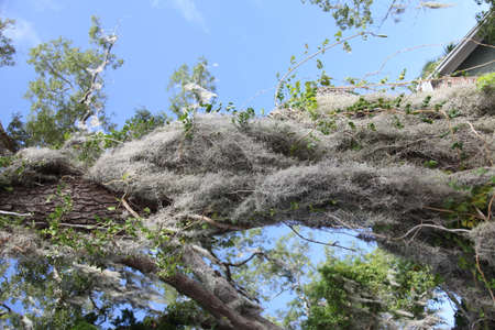 crown of the large tropical trees covered with spanish mossの写真素材