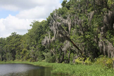 crown of the large tropical trees covered with spanish mossの写真素材