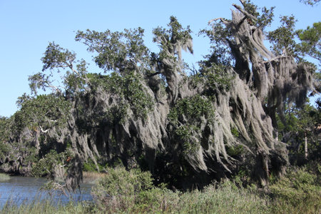 crown of the large tropical trees covered with spanish mossの写真素材