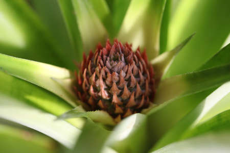 A young pineapple in flowerの写真素材