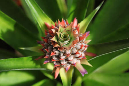 A young pineapple in flowerの写真素材