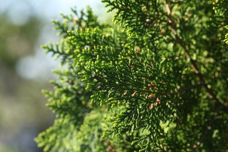 close view of cypress branches coniferous trees
