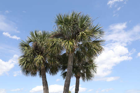crown of the palm trees on a blue skyの写真素材
