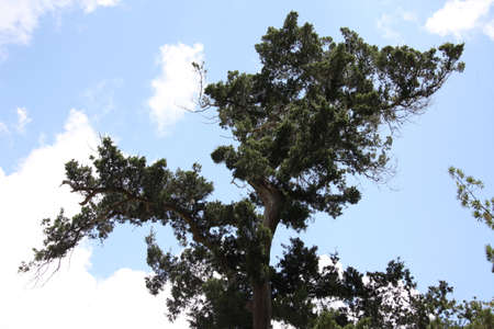 twisted branches of the tree crowns