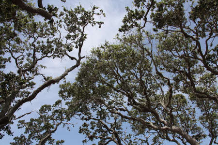 twisted branches of the tree crownsの写真素材