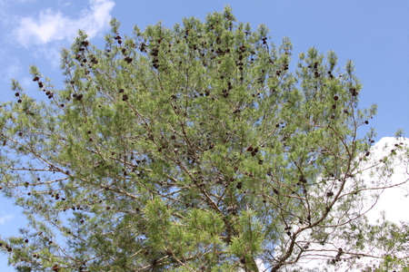 crown of the pine trees on the blue sky backgroundの写真素材