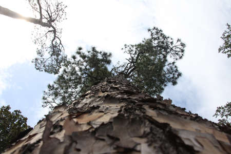 crown of the pine trees on the blue sky backgroundの写真素材