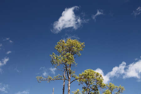 crown of the pine trees on the blue sky backgroundの写真素材