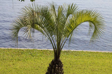 The pindo palmâs other common name is jelly palmの写真素材