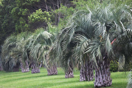 The pindo palmâs other common name is jelly palmの写真素材