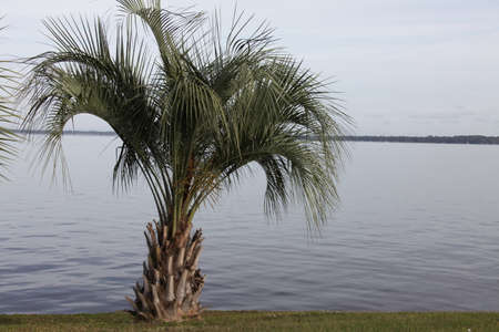 The pindo palmâs other common name is jelly palmの写真素材