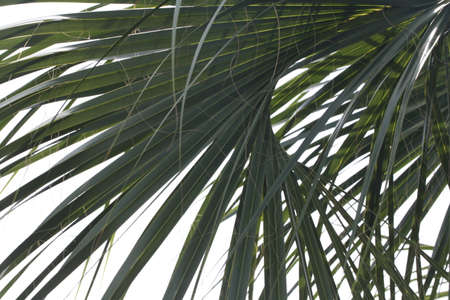 The pindo palmâs other common name is jelly palmの写真素材