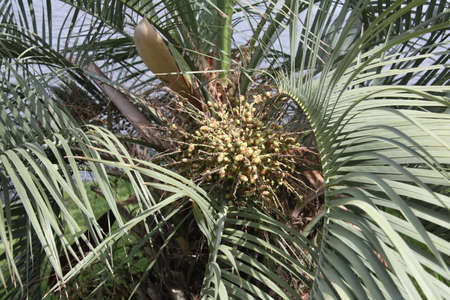 The pindo palmâs other common name is jelly palmの写真素材