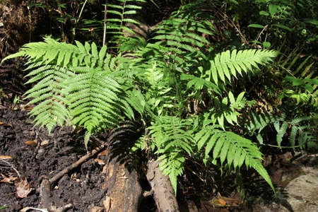 fern or polypodiopsida (polypodiophyta) in tropical forestの写真素材