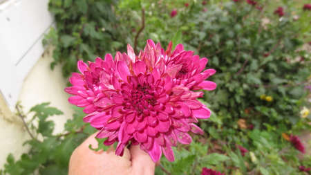 Flowerの写真素材