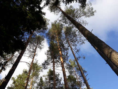 Forestの写真素材