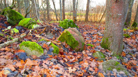 Stones in the autumn forestの写真素材