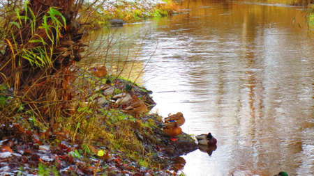 Ducks on the river in the city of Rezekne in Latvia. End of Novemberの写真素材