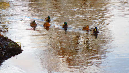 Ducks on the river in the city of Rezekne in Latvia. End of Novemberの写真素材