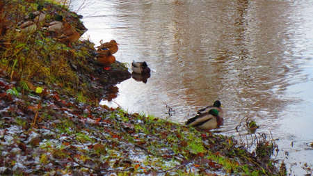 Ducks on the river in the city of Rezekne in Latvia. End of Novemberの写真素材