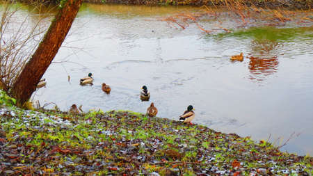 Ducks on the river in the city of Rezekne in Latvia. End of Novemberの写真素材
