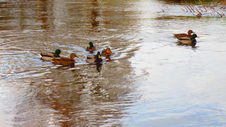 Ducks on the river in the city of Rezekne in Latvia. End of Novemberの写真素材