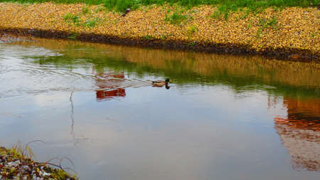 Ducks on the river in the city of Rezekne in Latvia. End of Novemberの写真素材
