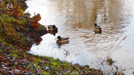 Ducks on the river in the city of Rezekne in Latvia. End of Novemberの写真素材