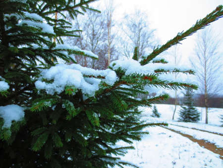 They ate in the snow. Latvia. End of Novemberの写真素材