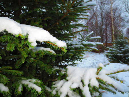 They ate in the snow. Latvia. End of Novemberの写真素材