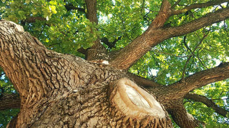 Huge oak that is more than 300 years old