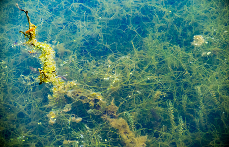 Sergiev Posad, Moscow region, Russia-16 June-2018: natural parks of the Moscow region, Summer Juneの写真素材