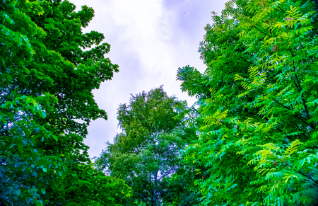 Summer Juneの写真素材