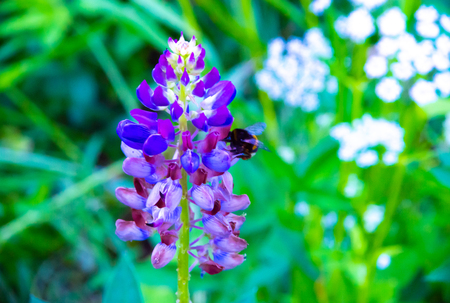 natural parks of the Moscow region, flowers fieldの写真素材
