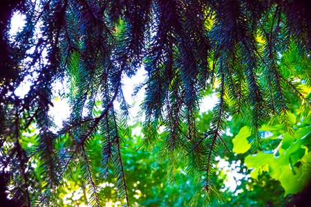 natural parks of the Moscow region,の写真素材