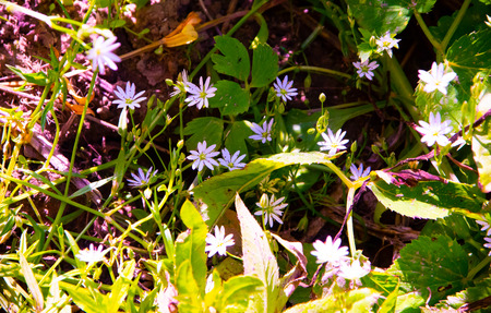 natural parks of the Moscow region.の写真素材