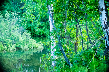 natural parks of the Moscow region, the lake on the background of birchの写真素材