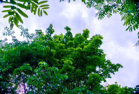 natural parks of the Moscow region.の写真素材