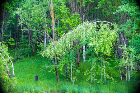 natural parks of the Moscow region.の写真素材