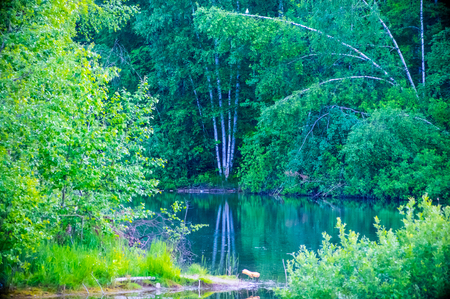 natural parks of the Moscow region, lake in the impenetrable forest, a pond in the woodsの写真素材