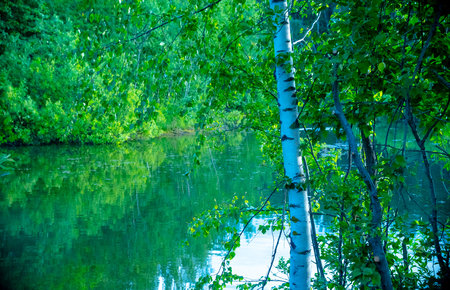 natural parks of the Moscow region, lake in the impenetrable forest, a pond in the woods, the lake on the background of birchの写真素材