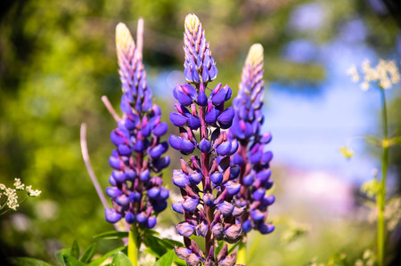 natural parks of the Moscow region, wild flowersの写真素材
