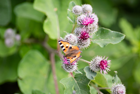 The beauty of Russian nature, natural parks of the Moscow region, Butterfly on flower.の写真素材