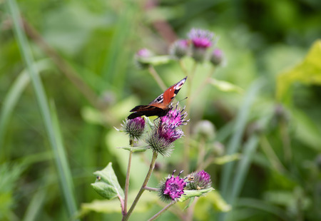 The beauty of Russian nature, natural parks of the Moscow region, Butterfly on flower.の写真素材