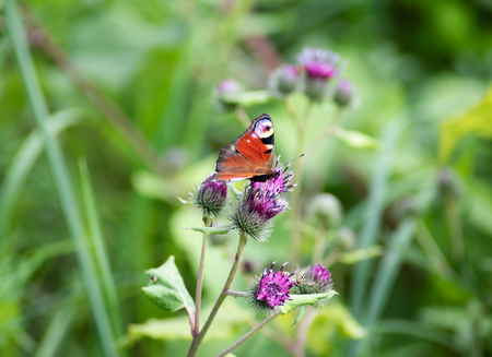 The beauty of Russian nature, natural parks of the Moscow region, Butterfly on flower.の写真素材
