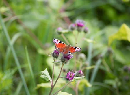 The beauty of Russian nature, natural parks of the Moscow region, Butterfly on flower.の写真素材